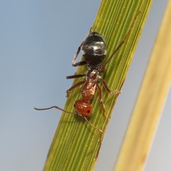 Myrmecocystus