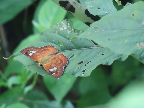 Fulvous Pied Flat