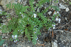 Polemonium pulcherrimum delicatum