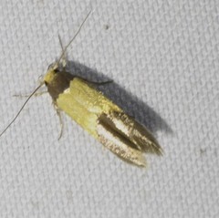 Stathmopoda callichrysa