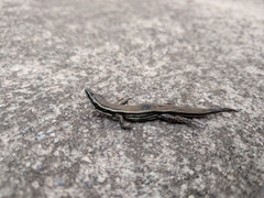 Pholidobolus montium