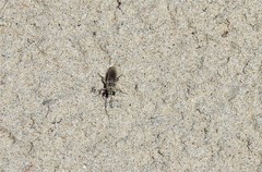 Laphystia