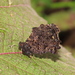 Steroma bega - Photo (c) Lepidoptera Colombiana 🇨🇴,  זכויות יוצרים חלקיות (CC BY-NC), הועלה על ידי Lepidoptera Colombiana 🇨🇴