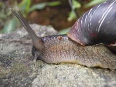 Achatinidae