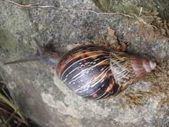 Achatinidae
