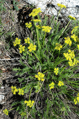 Cymopterus hendersonii