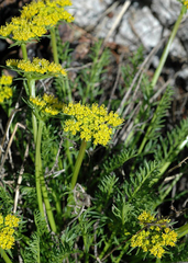 Cymopterus hendersonii