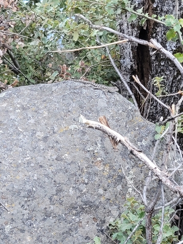 iNaturalist observation photo of Common Sagebrush Lizard