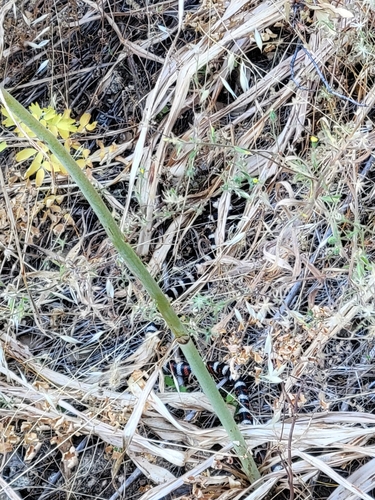 iNaturalist observation photo of California Mountain Kingsnake
