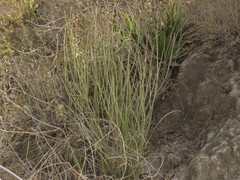 Euphorbia rossiana