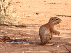 Xerus rutilus