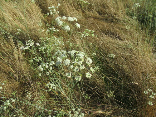 Image of Perideridia kelloggii by no rights reserved