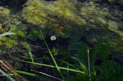 Nymphaea candida