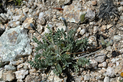 Oxytropis parryi
