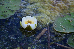 Nymphaea candida