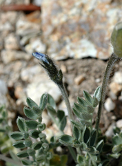 Oxytropis parryi