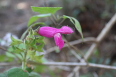 Salvia dorisiana