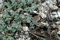 Astragalus calycosus
