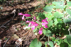 Salvia dorisiana