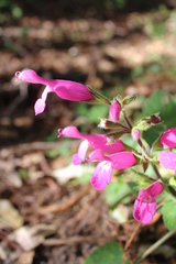 Salvia dorisiana