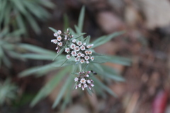 Gnaphaliothamnus salicifolius