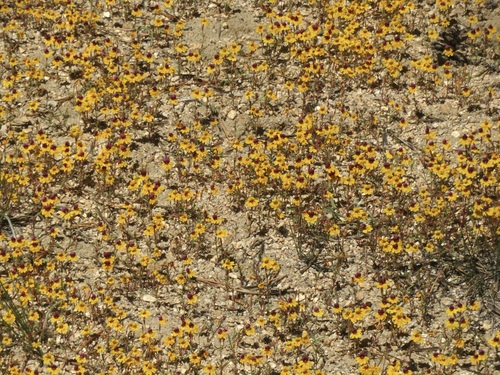Image of Erythranthe barbata by no rights reserved