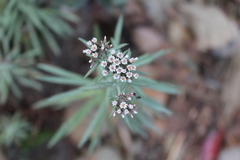 Gnaphaliothamnus salicifolius