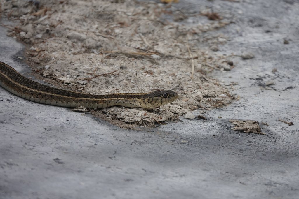 Northern Mexican Garter Snake In August 2023 By H.M. Hofling · INaturalist