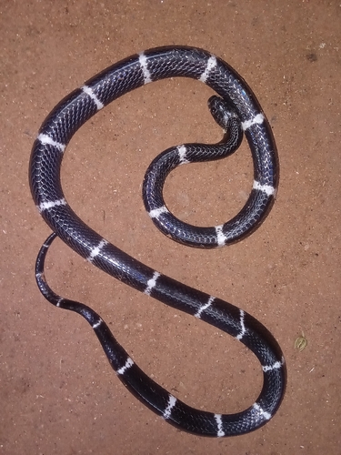 Photo of a Ceylon Krait (Bungarus ceylonicus)
