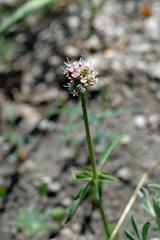 Valeriana acutiloba