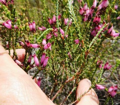 Erica cristata