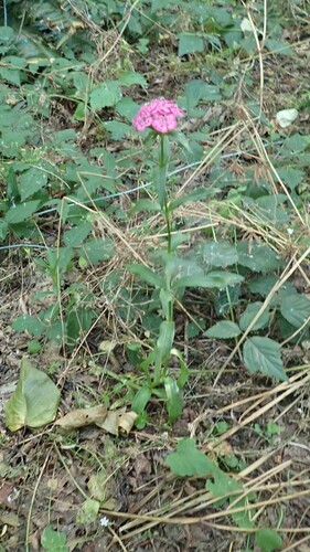 Dianthus barbatus
