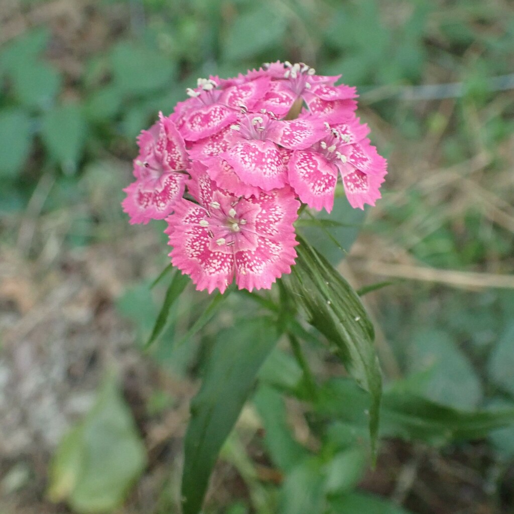 Dianthus barbatus, Auburn, WA, USA