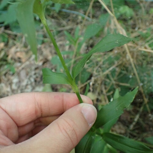 Dianthus barbatus