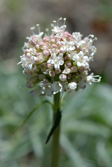 Valeriana acutiloba