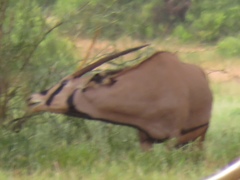 Oryx beisa callotis