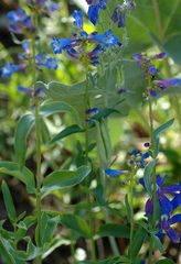Penstemon watsonii