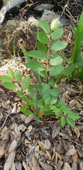 Cerasus