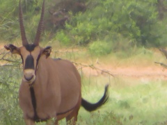 Oryx beisa callotis