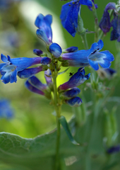 Penstemon watsonii