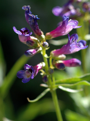 Penstemon watsonii
