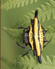 Gasteracantha diadesmia