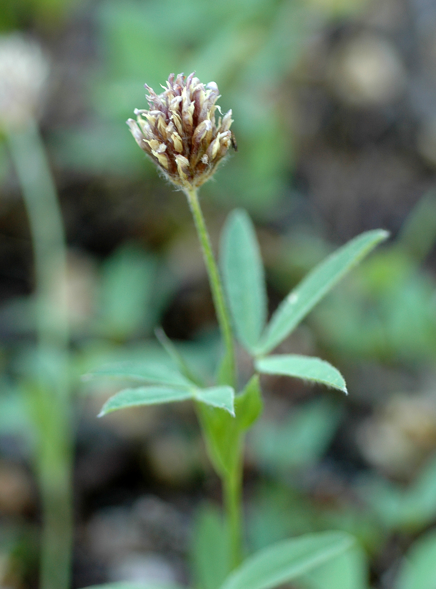 Trifolium longipes ssp. reflexum