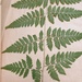 Spinulose Wood Fern - Photo no rights reserved, uploaded by Étienne Lacroix-Carignan