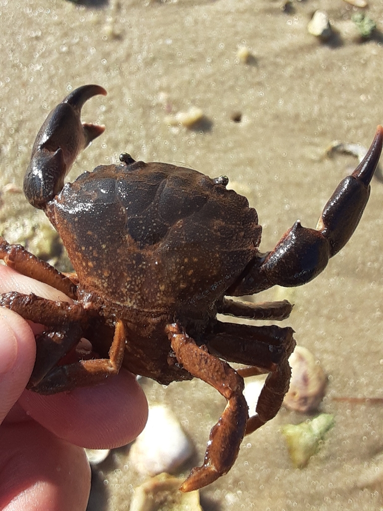 Panopeus americanus