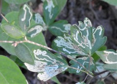 Phytomyza minuscula group