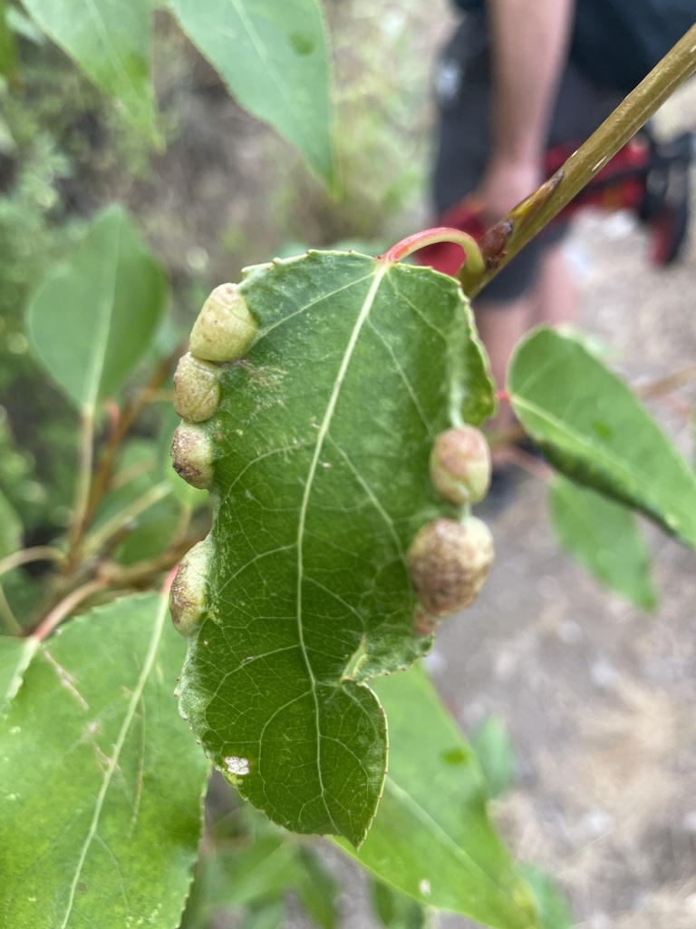 Beadlike Cottonwood Gall aphid from OkanaganSimilkameen, BC, CA on August 9, 2023 at 1047 AM