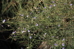 Psoralea verrucosa
