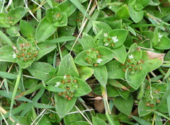 Richardia humistrata