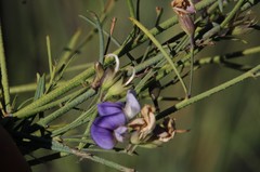 Psoralea verrucosa